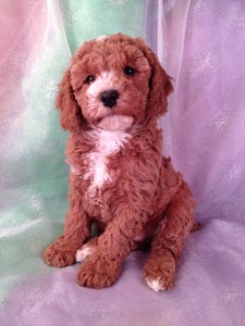 Dark Red Male puppy for sale|Cockapoo Puppy #22 Ready Soon|Shipping $150 out of Minneapolis, Minnesota